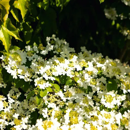 Du Soleil Dans La Ruelle - La Grouas Etival-les-le-Mans