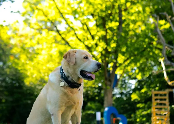 Du Soleil Dans La Ruelle - La Grouas Etival-les-le-Mans