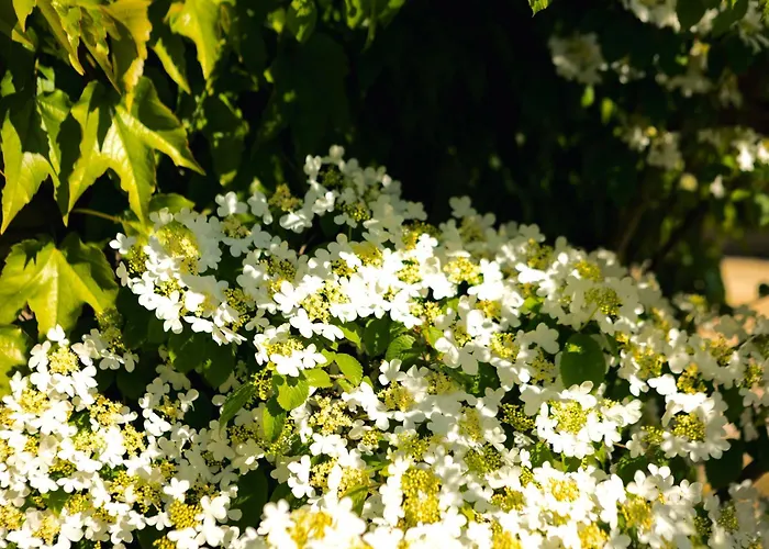 Du Soleil Dans La Ruelle - La Grouas Etival-les-le-Mans